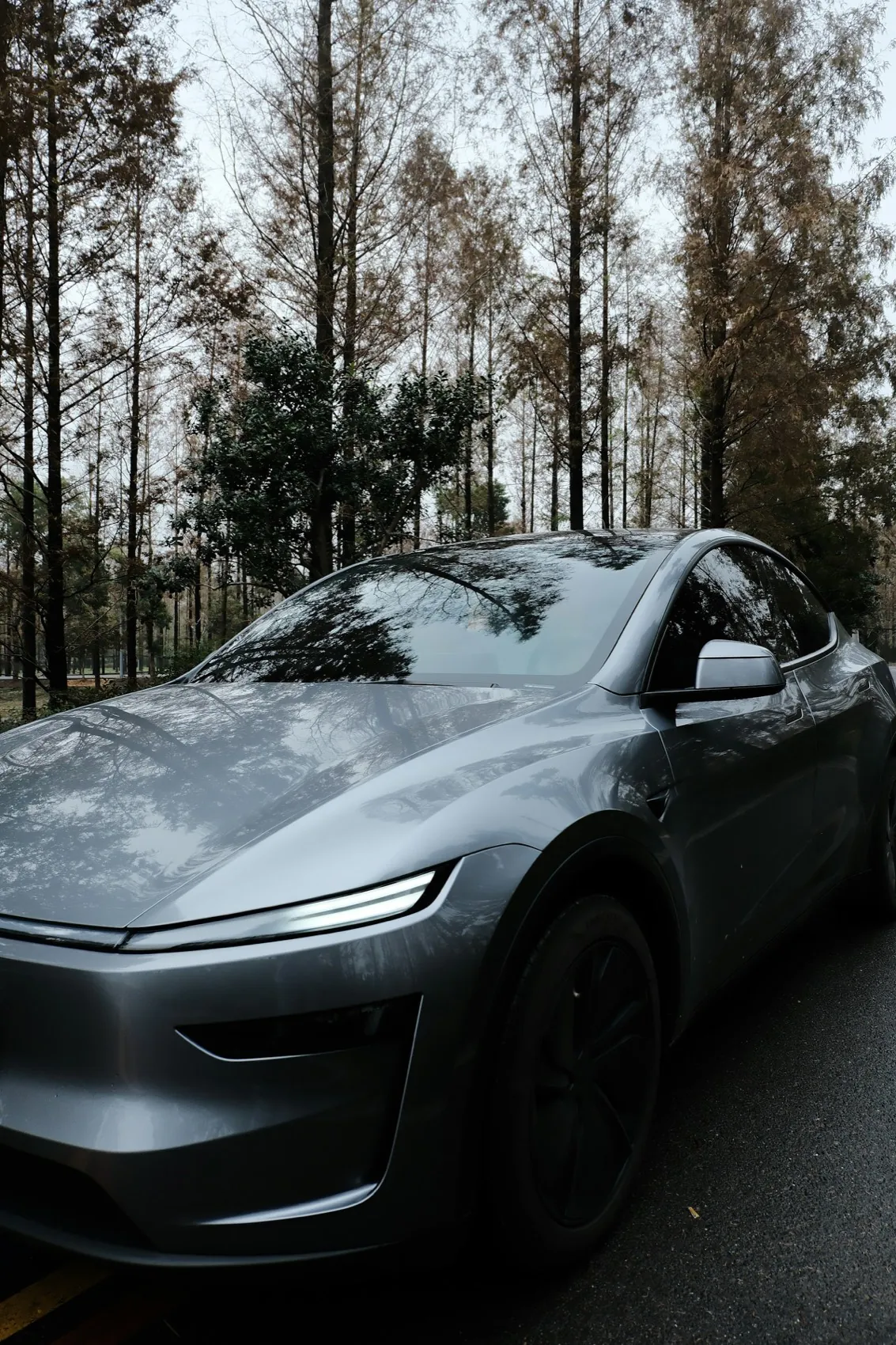 Tesla Model Y (2025 Juniper) on a wet tree-lined road